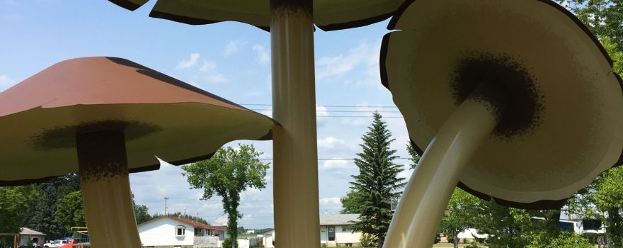 World's Largest Mushrooms