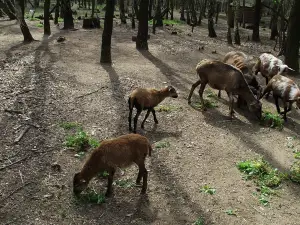 Nyírjesi Botanical Garden and Wildlife Park