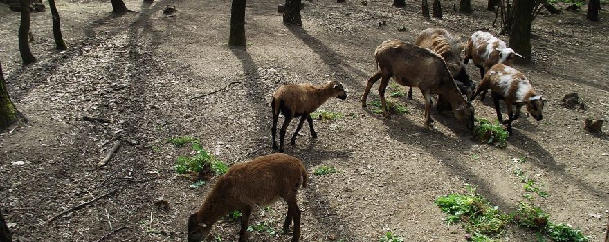 Nyírjesi Botanical Garden and Wildlife Park