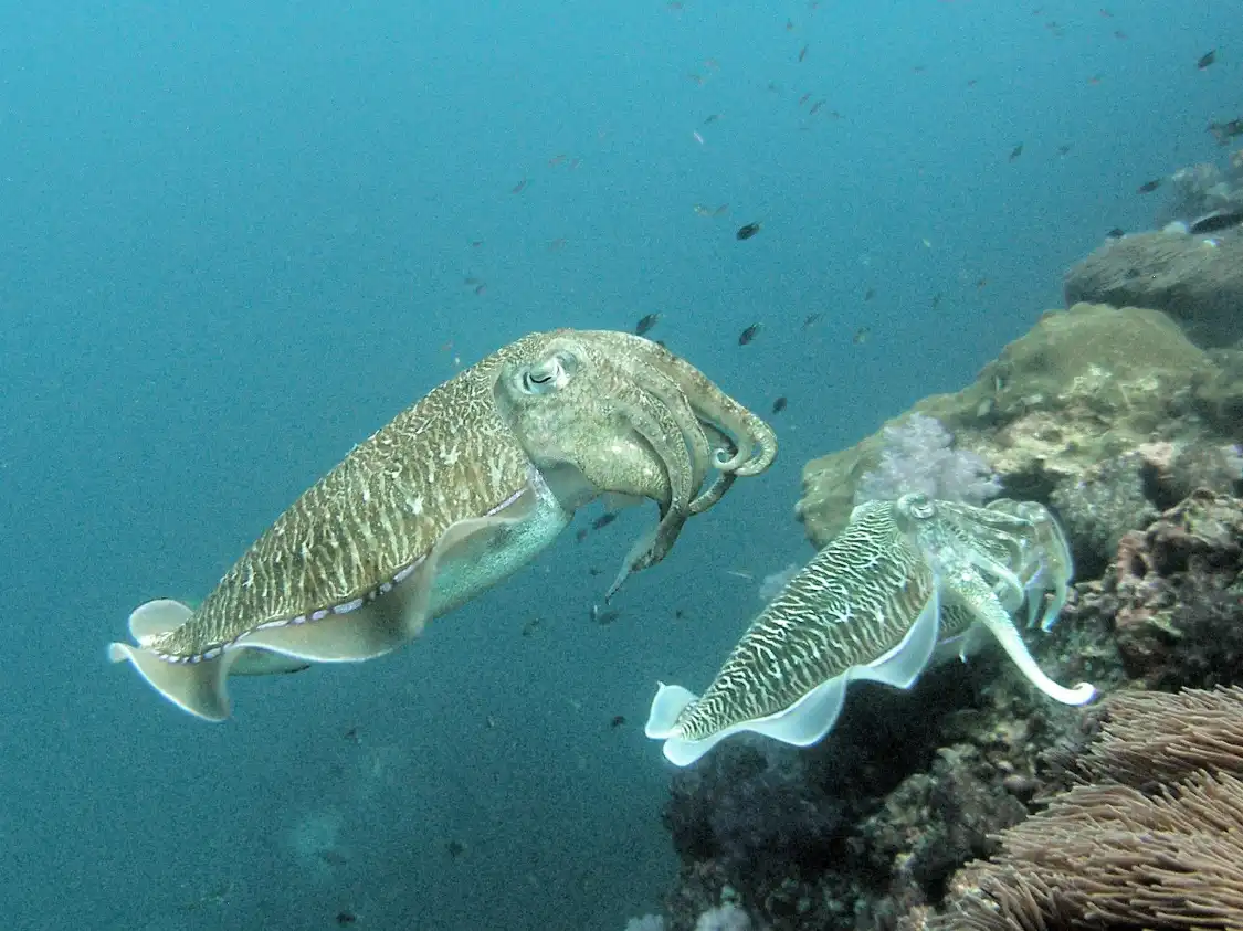 Hotel in zona Bambu Diving