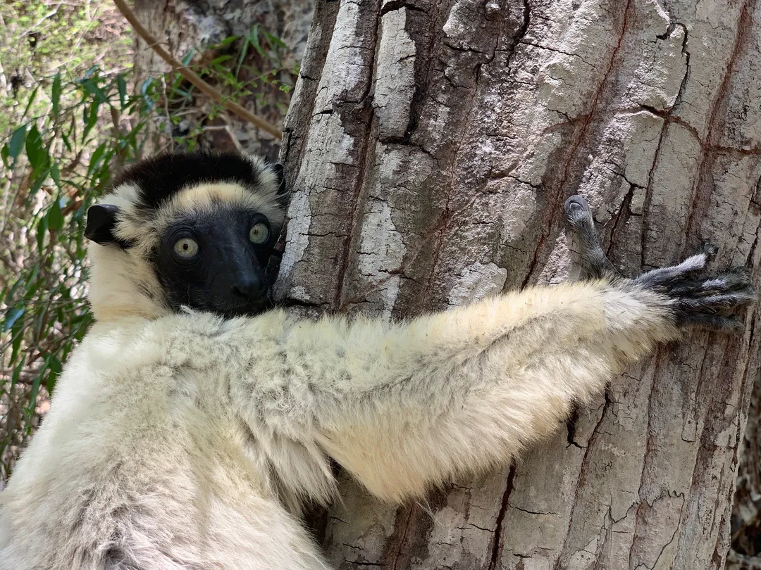 2_Kirindy Mitea National Park