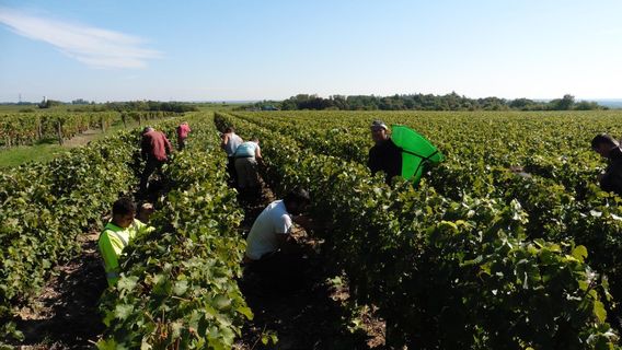 Domaine Nicolas Brunet