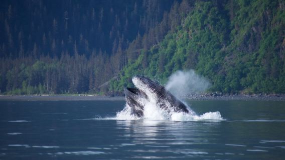 Seward Ocean Excursions