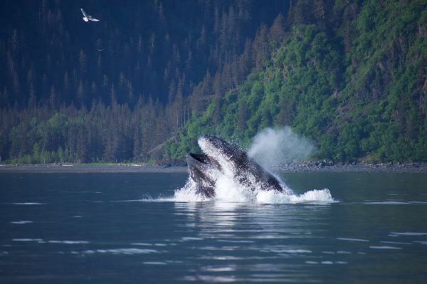 Seward Ocean Excursions