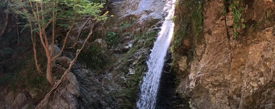白滝
