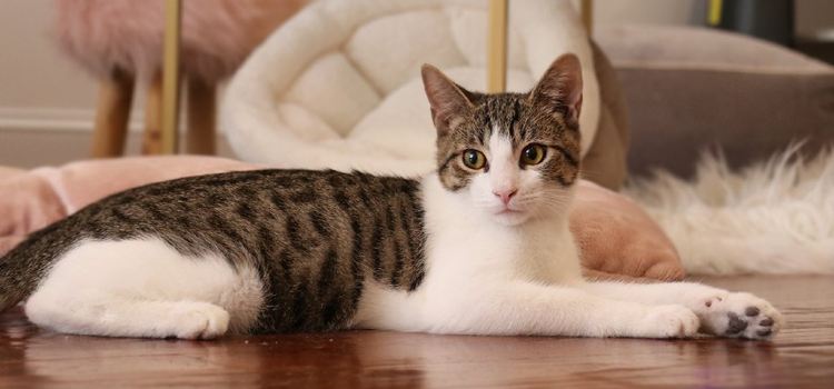 Pounce Cat Cafe