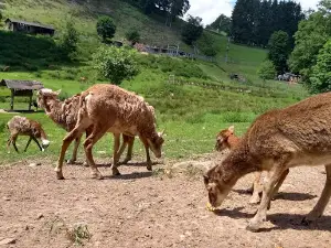 Wildgehege Heigenbrücken