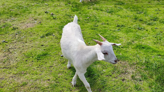 Murmanskaya Strausinaya Ferma