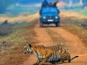 TADOBA SAFARI AND TOURS