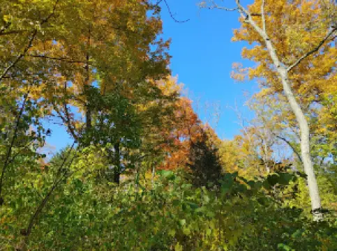 Mitchell Memorial Forest