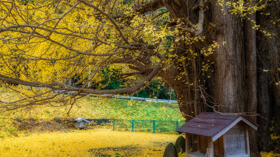 Giant Ginkgo of Iriso