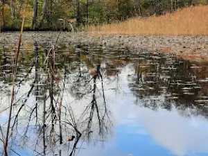 Вильдгееге Мариенхёльцунг