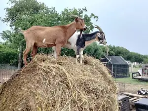 Meat Goats in DFW