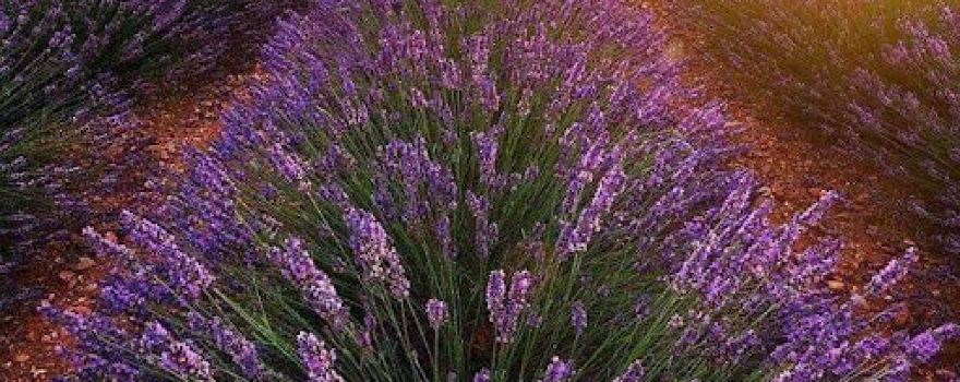 Lavendier fields