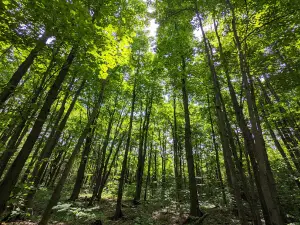 Nottawasaga Lookout Provincial Nature Reserve