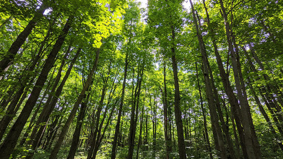Nottawasaga Lookout Provincial Nature Reserve