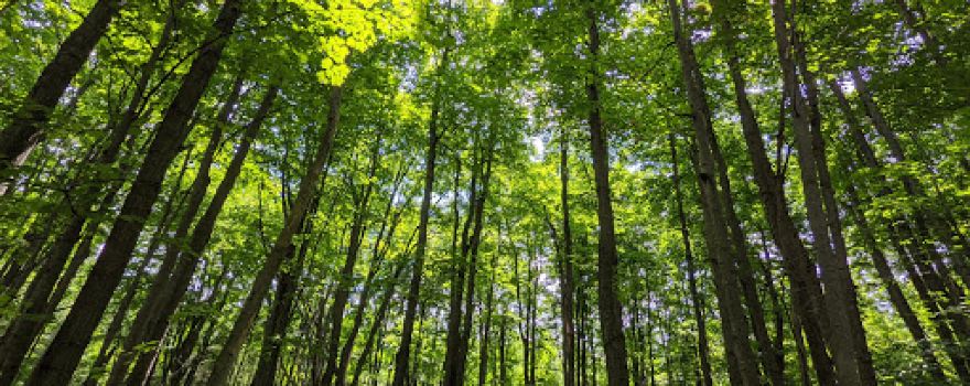 Nottawasaga Lookout Provincial Nature Reserve