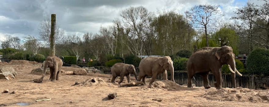 Elephant Statue