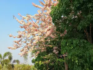 Dhamma Du Ta (Thein Za Yat)