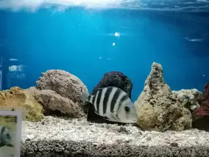 Acuario Tecolutla