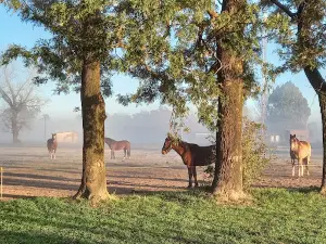 Country Pujol
