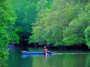 Mangrove Tourism Bengkulu