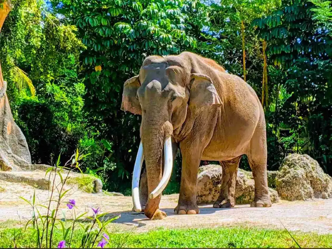 Hotels near Zoo Miami