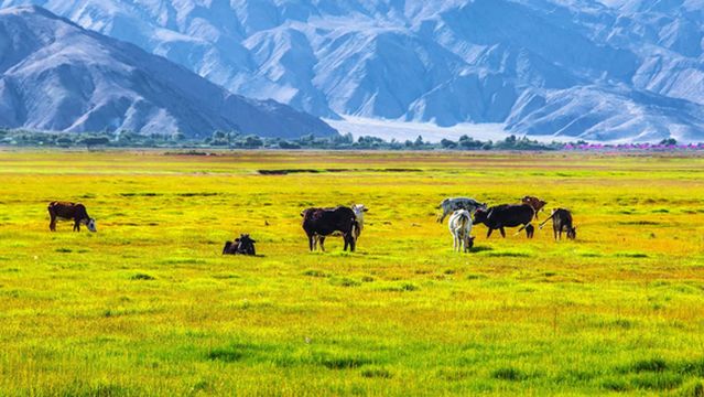 Alar Jincao Beach Folk Park