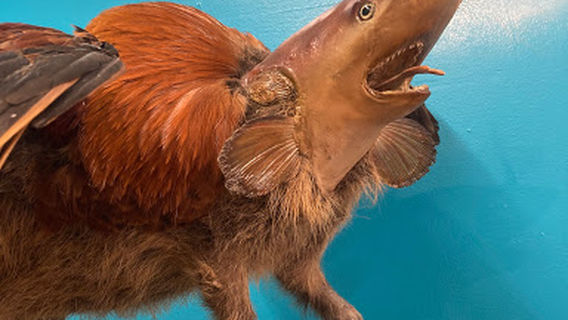 The Wacky Taxidermy and Miniatures Museum