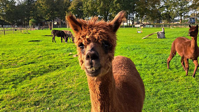 Alpaca's Enzo