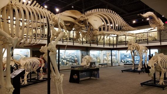 Museum of Osteology