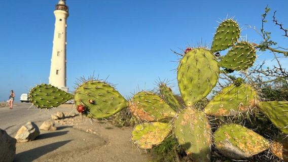California Lighthouse
