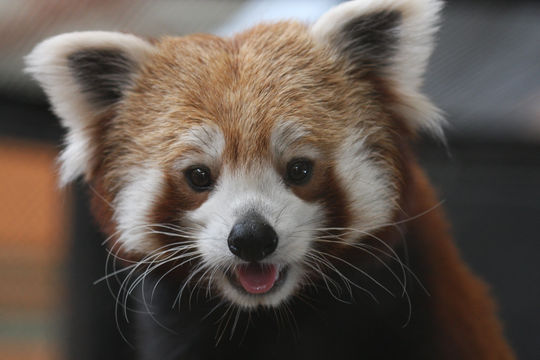 ローズベルト公園動物園