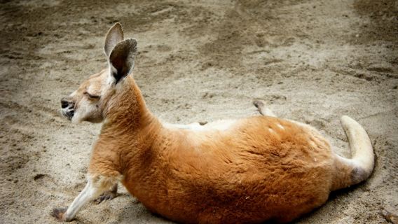 Suzaka Zoo