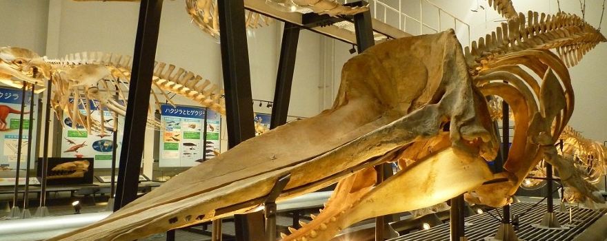 Ashoro Museum of Paleontology