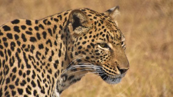 Moholoholo Animal Rehabilitation Centre