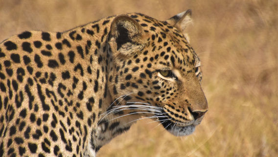 Moholoholo Animal Rehabilitation Centre