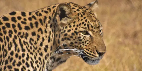 Moholoholo Wildlife Rehabilitation Centre