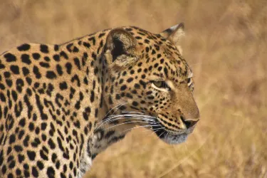 Moholoholo Animal Rehabilitation Centre