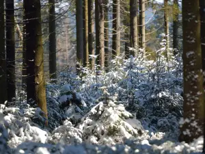 Parc naturel Hautes Fagnes - Eifel