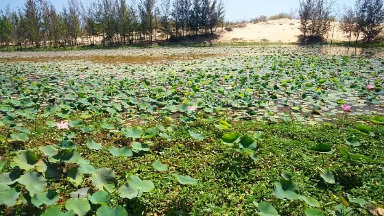 Lotus Lake