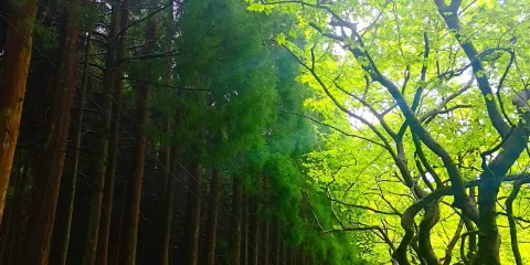 Reserva Florestal de Recreio de Fontinhas