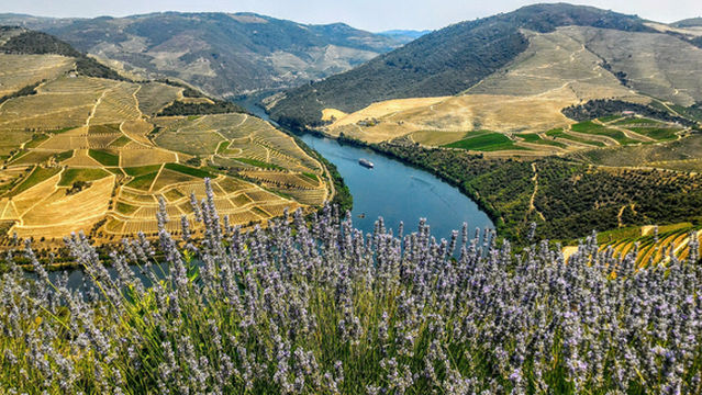 Quinta das Carvalhas