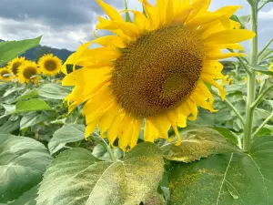 Finca Los Girasoles