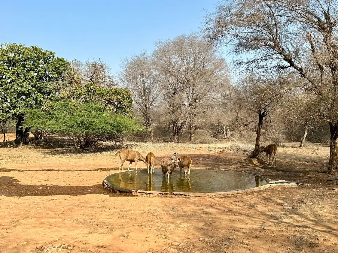 Hotels near Ranthambore Tiger Reserve