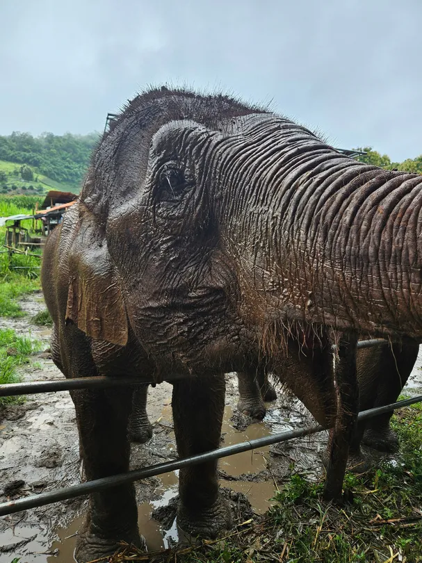 4_JohnnyBoy Elephant Care