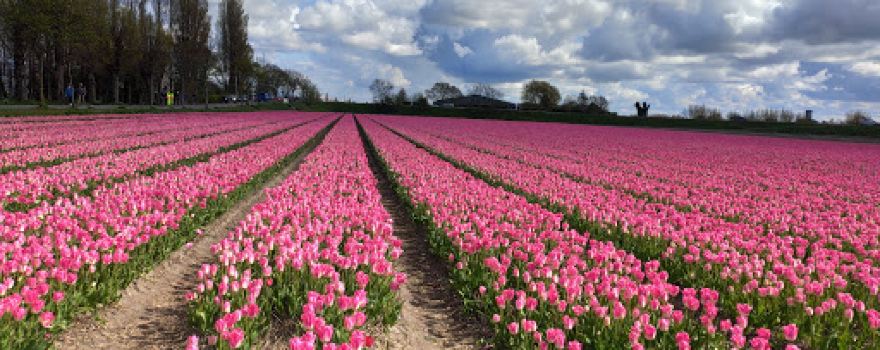 The Tulip Barn