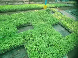Shahid Nanabhau Saindane Smarak