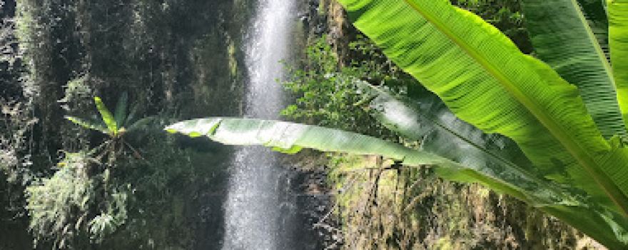 Ragia Forest