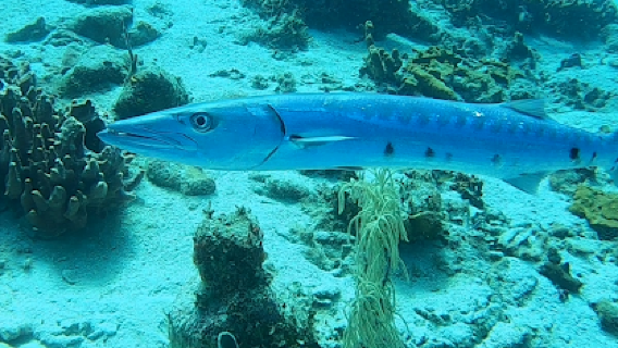 Roatan Seaside Divers